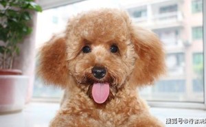 泰迪犬追人狂吠的背后：揭秘那些不为人知的“小心思”