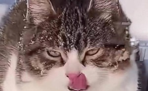 宠物猫“悟空”误食离世，赵朔自责公开，养宠安全漏洞何在？