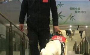 服务犬驯养师正式入编：他们如何改变狗狗，又改变了什么？