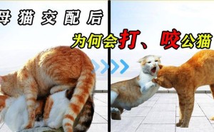 母猫交配后为何会攻击公猫？揭秘猫科动物的繁殖奥秘