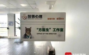 流浪狸花猫“方便袋”：化身心理医院“猫医生”，治愈人心显奇效