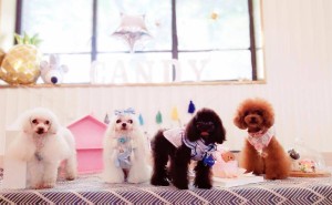 狗狗体型大不同，科学认知是养宠第一步！