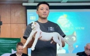 猫咪选美比赛展神技，悠闲伸懒腰征服评委心