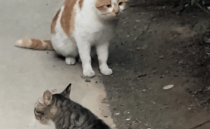 狸花猫吵架秒变夹子音求抱抱，橘猫一脸懵：这家伙还有两幅面孔？
