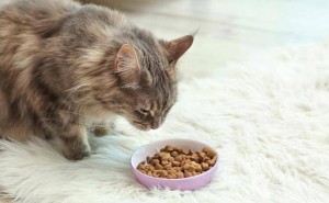 打造猫咪“包子脸”秘籍：科学增肥与健康发腮全攻略