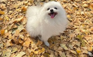 狗狗幸福的6大瞬间，你读懂几个？第5个暖到心坎里了！
