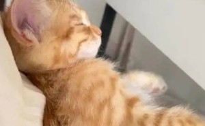 猫咪迷惑行为大起底，铲屎官们：这些奇葩举动竟都暗藏深意！