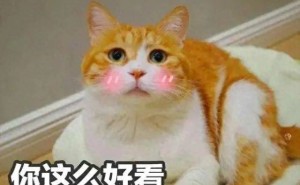 养猫，是福报的体现，你准备好了吗？