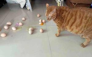 猫咪闯祸大赏：从翻垃圾桶到打碎18个鸡蛋，铲屎官如何应对？