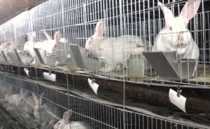 养兔秘籍：从选种到繁育，全方位解锁科学养护之道