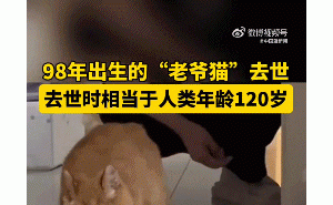 长寿橘猫老黄离世，你的猫咪能陪你多久？珍惜每分每秒的陪伴吧！