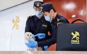 宿州海关新举措：宠物出境“一键式”服务，省心又便捷！