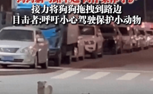 内蒙古狗狗遭车祸同伴守护，深情厚谊引网友点赞！
