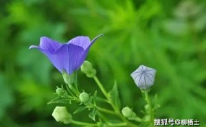 在不确定的世界，如何成为强者？——温州市高三适应性考试作文启示