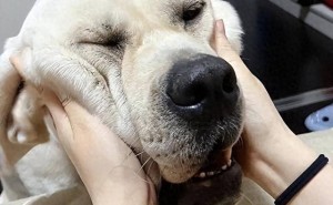 告别“掉毛烦恼”，拉布拉多也能拥有亮丽毛发！