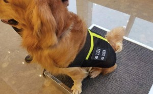 成都IFS工作犬被指“抑郁”？真相究竟如何？