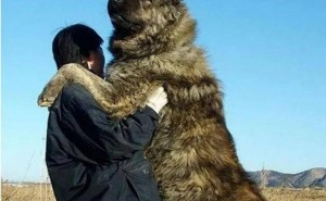 狗狗的12个小心愿，你了解几个？能否一一为它们实现？