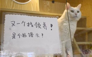 95后青年七年救助600猫，公益猫咖传递文明养宠新理念