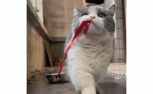 猫咪自拖饭盆走“猫步”，萌态霸气惹人爱！