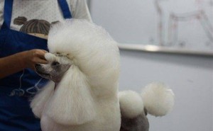 四季贵宾犬：德法犬种之争下的水猎犬到贵族宠物的华丽转身