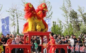 沧州大运河畔，群狮共舞争霸王
