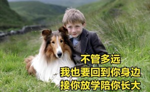 泪目推荐！这些狗狗电影，爱宠人士准备好了吗？