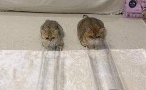 猫咪智商大揭秘：五大测试，看你家喵星人是不是“最强大脑”