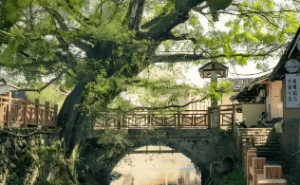 岁月悠悠，小镇变迁：路、榕树与穿云峰下的时光印记