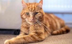 伦敦橘猫42天徒步64公里归家，导航之谜引热议，弃养行为再反思！