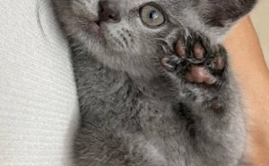猫咪认主需要多久？揭秘真实适应周期，每只猫都不同！