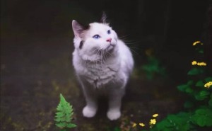 小区野猫，喂不熟的自由灵魂？