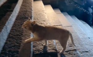 男子夜爬泰山竟被猫咪超越，网友戏称：山地四驱猫神速！