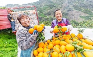 好供给如何驱动消费新升级？拼多多“千亿扶持”揭秘供需平权之路