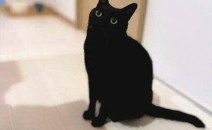 小猫玩具清洗后晾晒，心急如焚伸爪够，小鸟也来凑热闹？