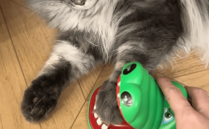 男子与猫玩鳄鱼玩具反被夹，网友：猫的反应快如闪电！