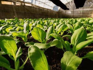 褪黑素成保鲜新招？MIT研究：注射褪黑素可延长农产品保质期