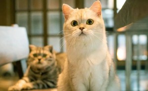 养猫攻略：给生活添份温柔，你准备好了吗？