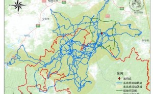 “完达山一号”或已脱单！野生东北虎种群恢复喜讯频传