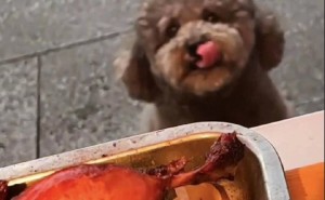 烤鸭店老板变身“鸭屁股侠”，流浪狗每日上门求投喂