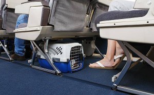 宠物也能进客舱？带你了解航空公司宠物同行新要求