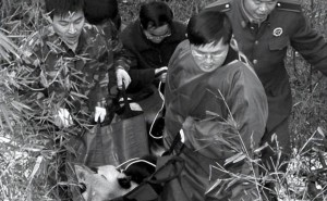 守护国宝，反思熊猫猎杀：法律与公众意识如何共筑保护防线
