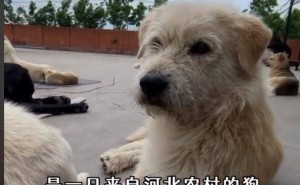 河北土狗逆袭成“查理国王”，外国网友为其疯狂，竟还出了传记？