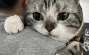 拥抱猫咪的五大秘籍，让你和爱宠的健康与幸福加倍！