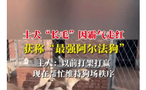 农村狗狗“长毛”霸气走红，狗界传奇背后有何故事？