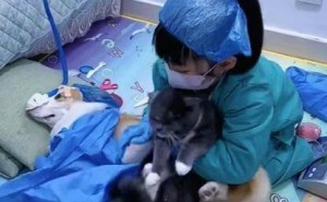 狗狗接生小猫？这场面让人哭笑不得，网友：七斤八两的“闺女”真逗！