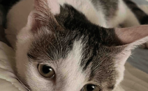 猫咪竟成守护天使？这些暖心瞬间让人泪目！