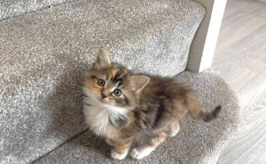 猫咪的陪伴，无关月薪三千还是三万