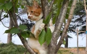 猫咪幸福感爆棚的6大迹象，你家主子中了几条？