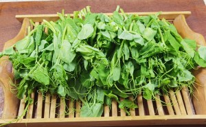 丝瓜尖的脆爽秘诀：不焯水，猛火炒，锁住夏日鲜灵味！