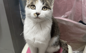 猫咪变身“时间管理大师”，多处为家，主人：你到底还有几个秘密？